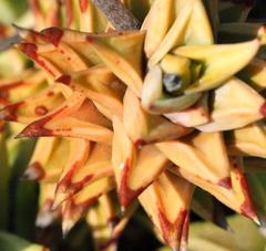 Astroloba rubriflora