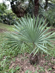 Rhapis excelsa