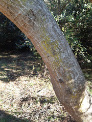 Erythrina lysistemon