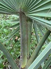 Rhapis excelsa