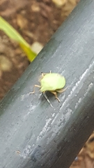 Chlorocoris distinctus