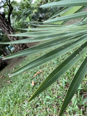 Rhapis excelsa