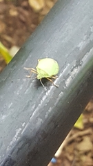 Chlorocoris distinctus