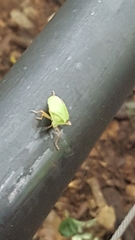 Chlorocoris distinctus