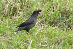 Acridotheres cristatellus formosanus