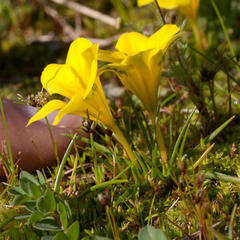 Moraea fugacissima