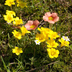 Moraea fugacissima