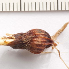 Moraea fugacissima