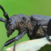 Weaver Beetle - Photo (c) Ramunė Vakarė, some rights reserved (CC BY-NC-SA), uploaded by Ramunė Vakarė