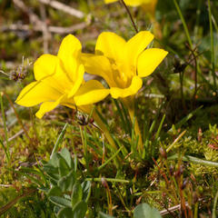 Moraea fugacissima