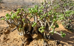 Othonninae
