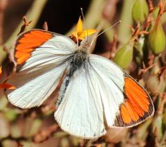 Colotis euippe omphale