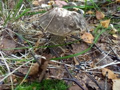 Leccinum variicolor