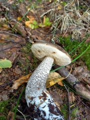 Leccinum variicolor