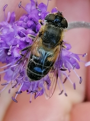 Eristalis pertinax