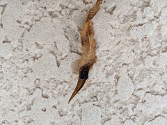 Melacoryphus rubicollis