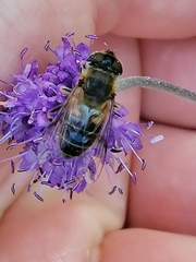 Eristalis pertinax