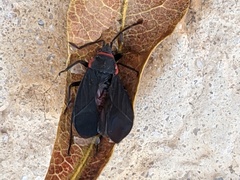 Melacoryphus rubicollis