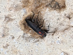 Melacoryphus rubicollis