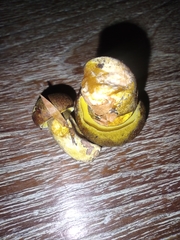 Pseudoboletus parasiticus