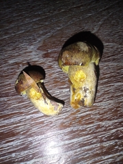 Pseudoboletus parasiticus
