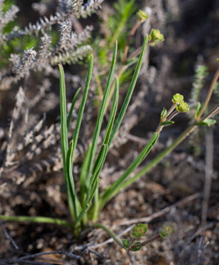 Narrowleaf Milkball