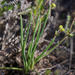 Euphorbia silenifolia - Photo (c) Carina Lochner,  זכויות יוצרים חלקיות (CC BY-NC), הועלה על ידי Carina Lochner