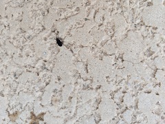 Melacoryphus rubicollis