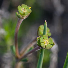 Euphorbia silenifolia