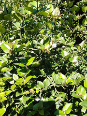 Carissa bispinosa