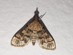 Metasia ophialis