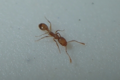 Monomorium pharaonis