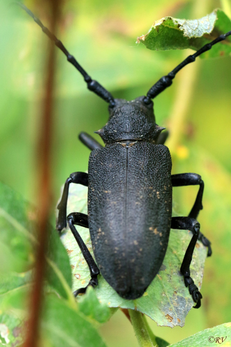 Weaver beetle, photo 3 of 10