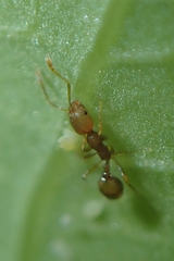 Monomorium pharaonis