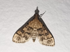 Metasia ophialis