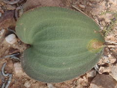 Eriospermum capense capense