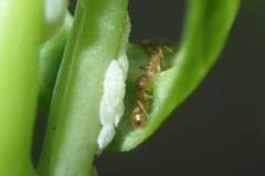 Monomorium pharaonis