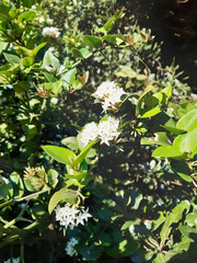Carissa bispinosa