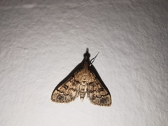 Metasia ophialis