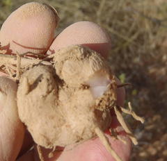 Eriospermum capense capense