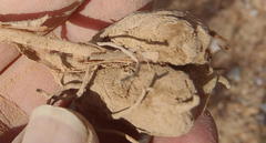 Eriospermum capense capense