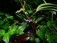 Miconia trimera