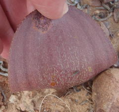 Eriospermum capense capense