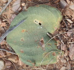 Eriospermum capense capense