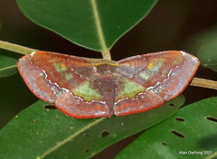Fascellina meligerys