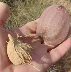 Eriospermum capense capense