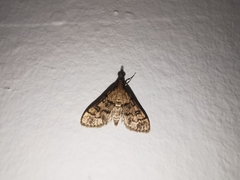 Metasia ophialis