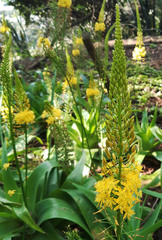 Bulbine latifolia latifolia