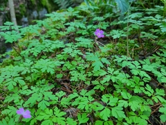 Geranium robertianum