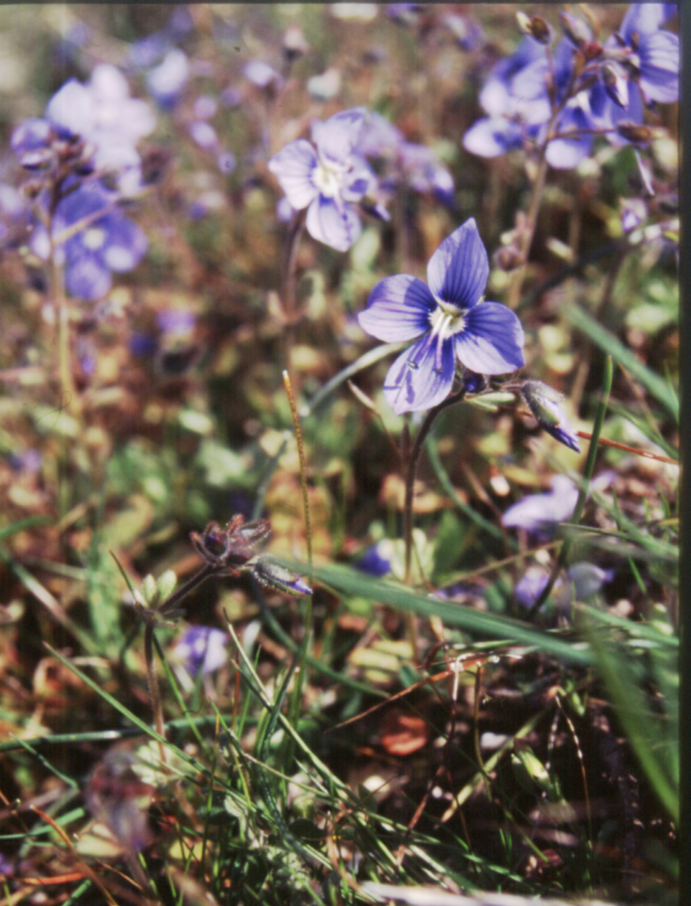 Veronica donii